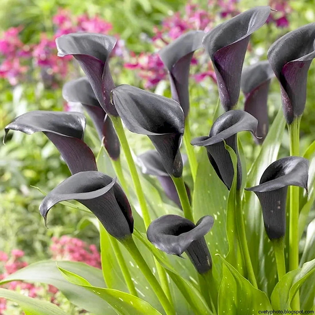 Калла Zantedeschia Cantor