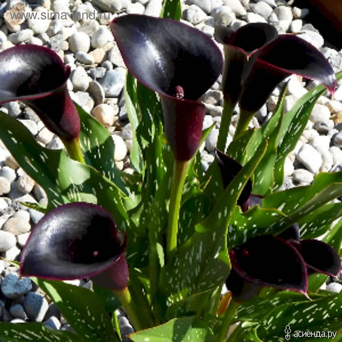 Калла Zantedeschia Cantor