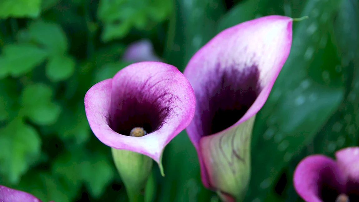 Калла Zantedeschia Пако