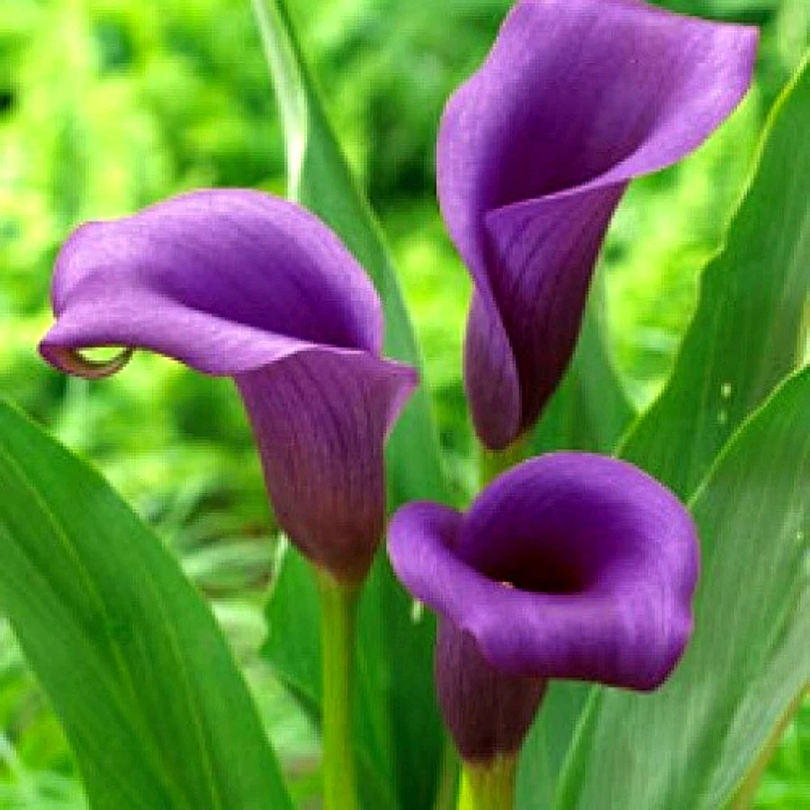 Калла Zantedeschia Пако