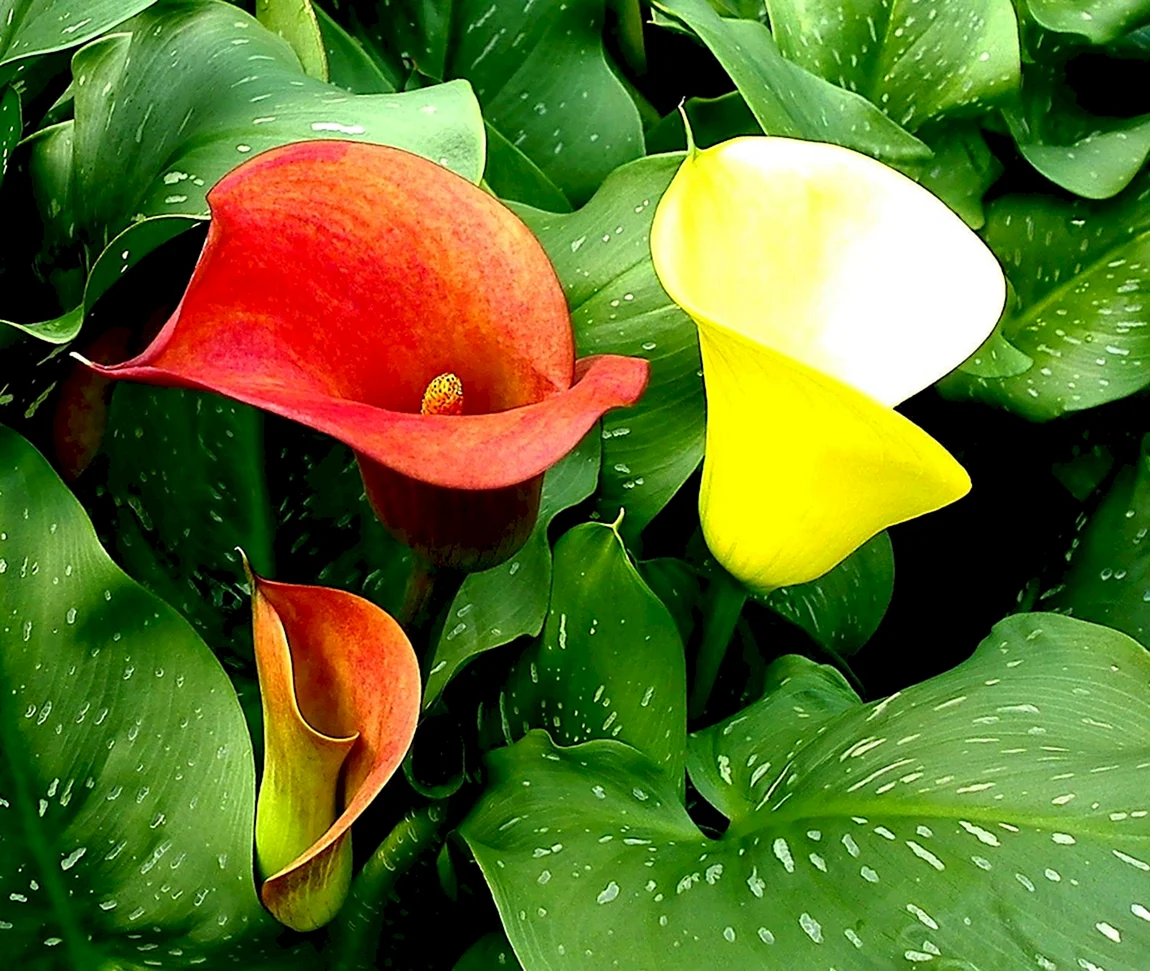 Калла Zantedeschia Пако