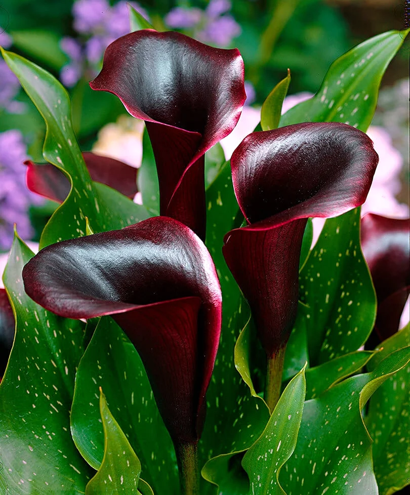 Калла Зантедеския Zantedeschia aethiopica