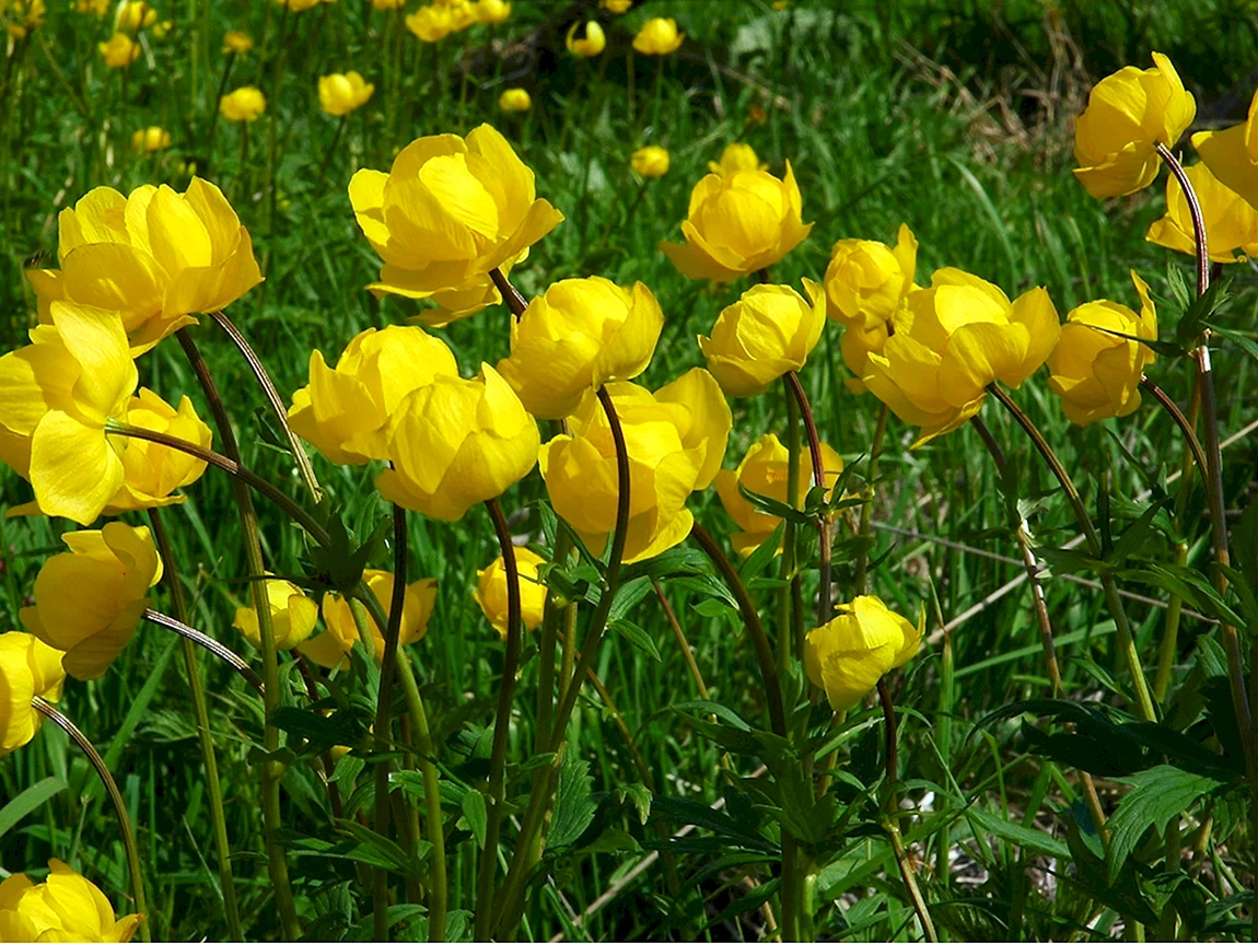 Калужница купальница