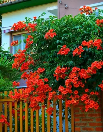 Кампсис Лиана