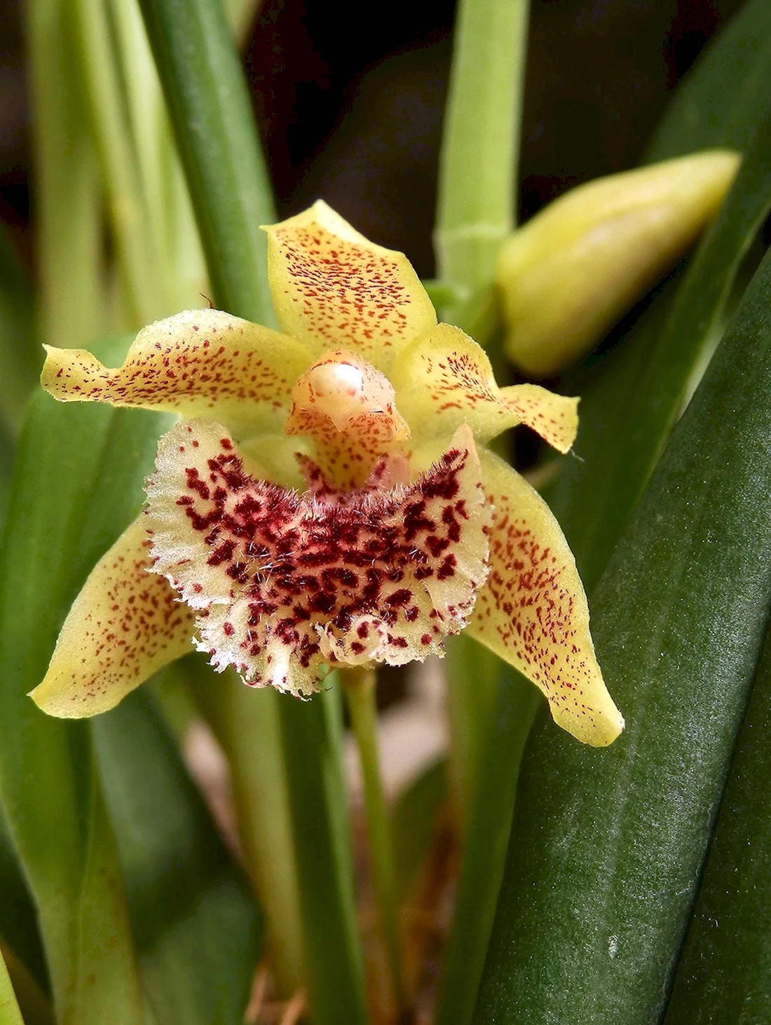 Kefersteinia pellita