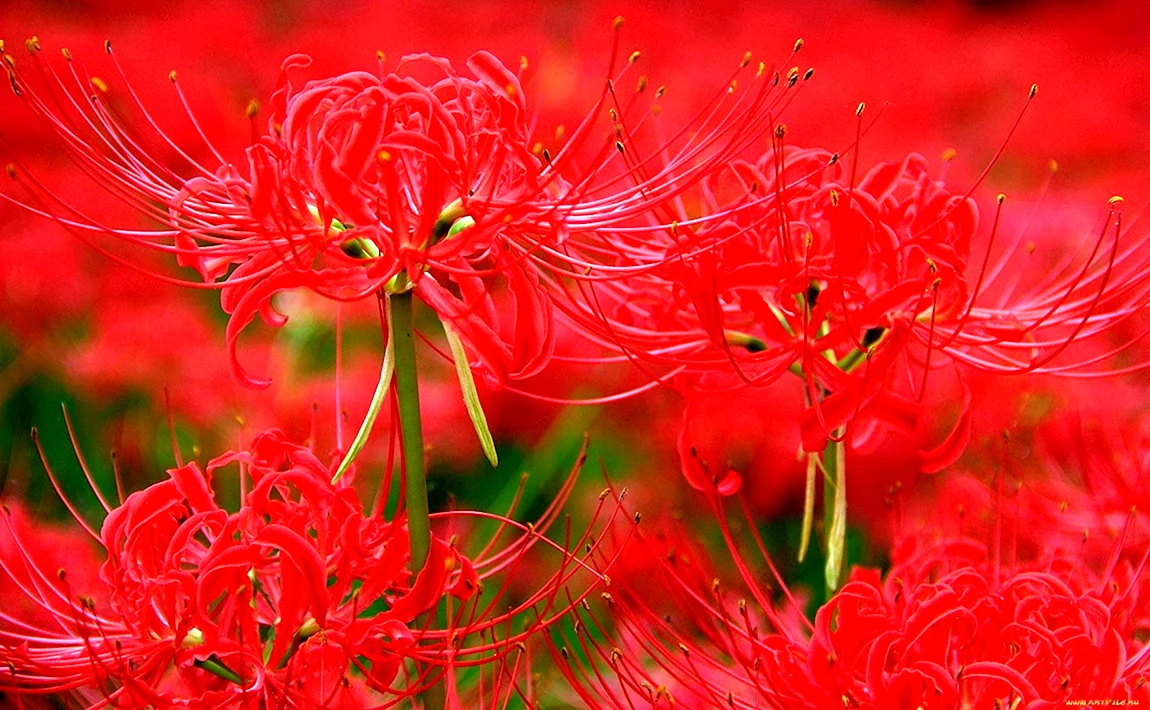 Хиганбана ликорис