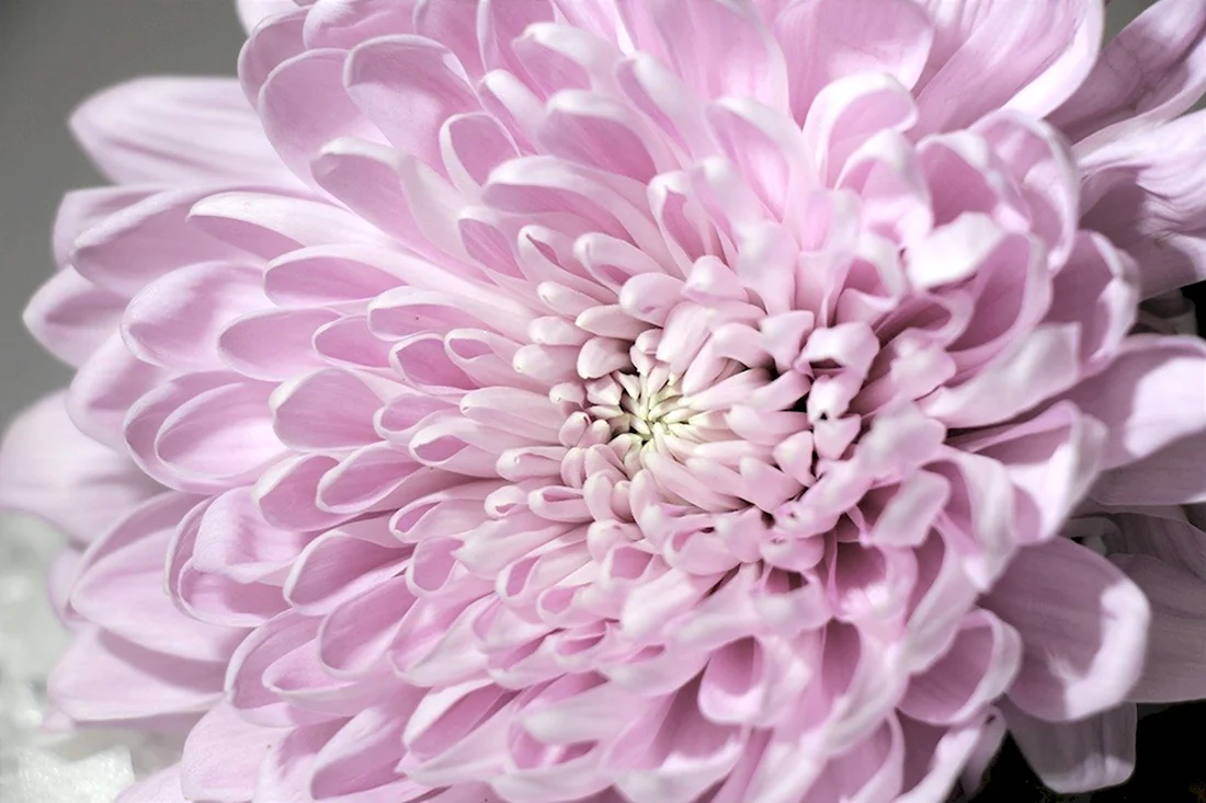 Хризантема Allouise Pink