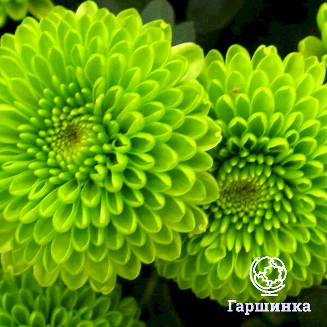 Хризантема Астро зеленая