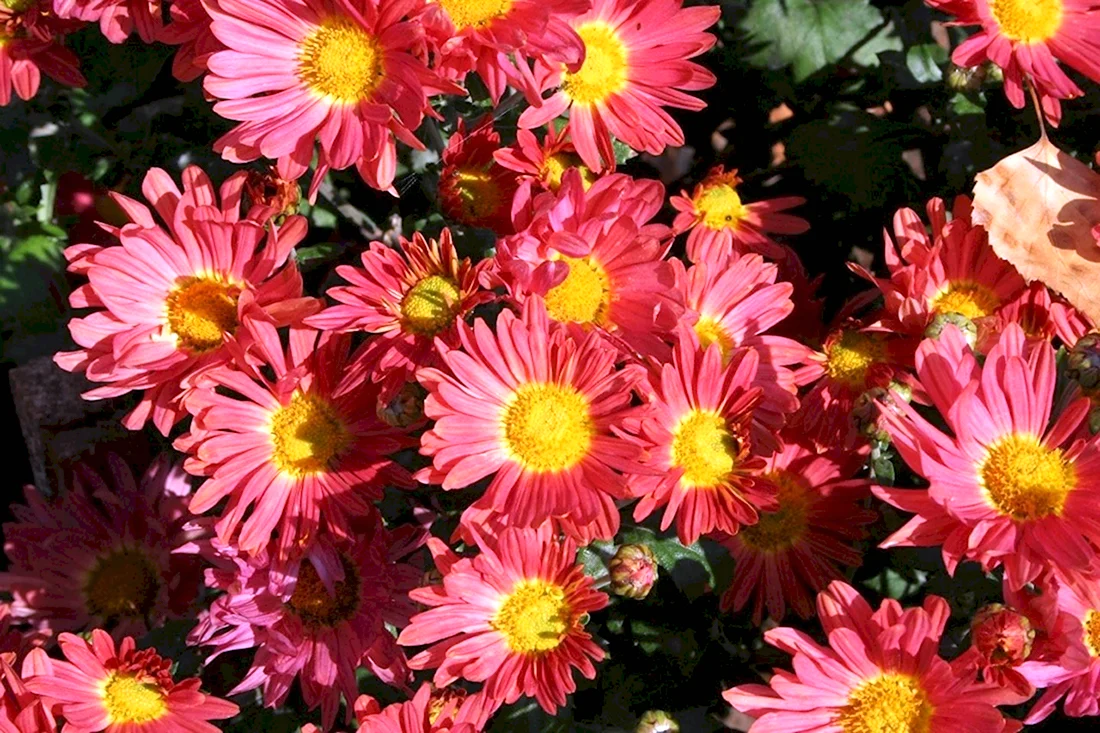 Хризантема корейская Chrysanthemum koreanum
