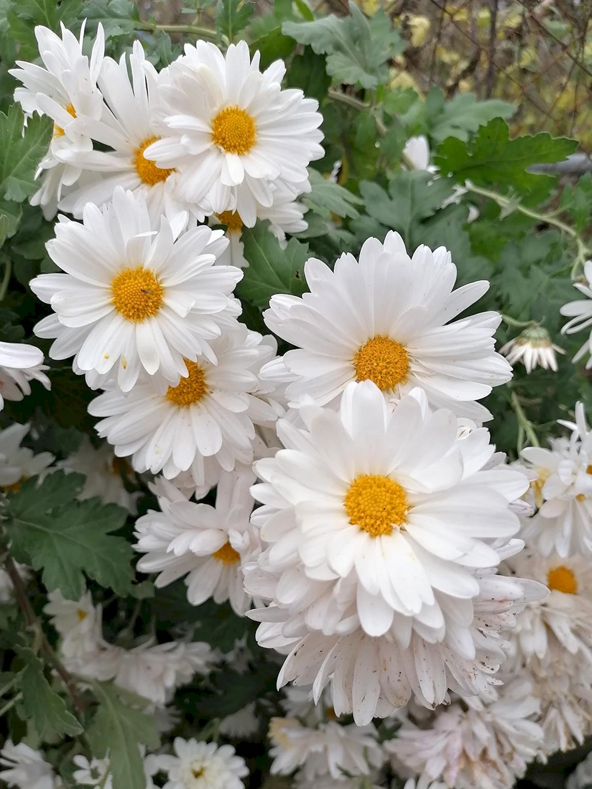 Хризантемы Дубки