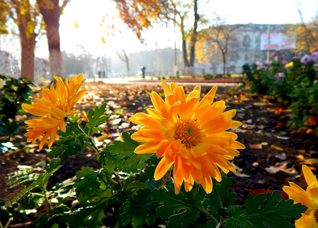 Клеверподсолнухкалендулагеоргин
