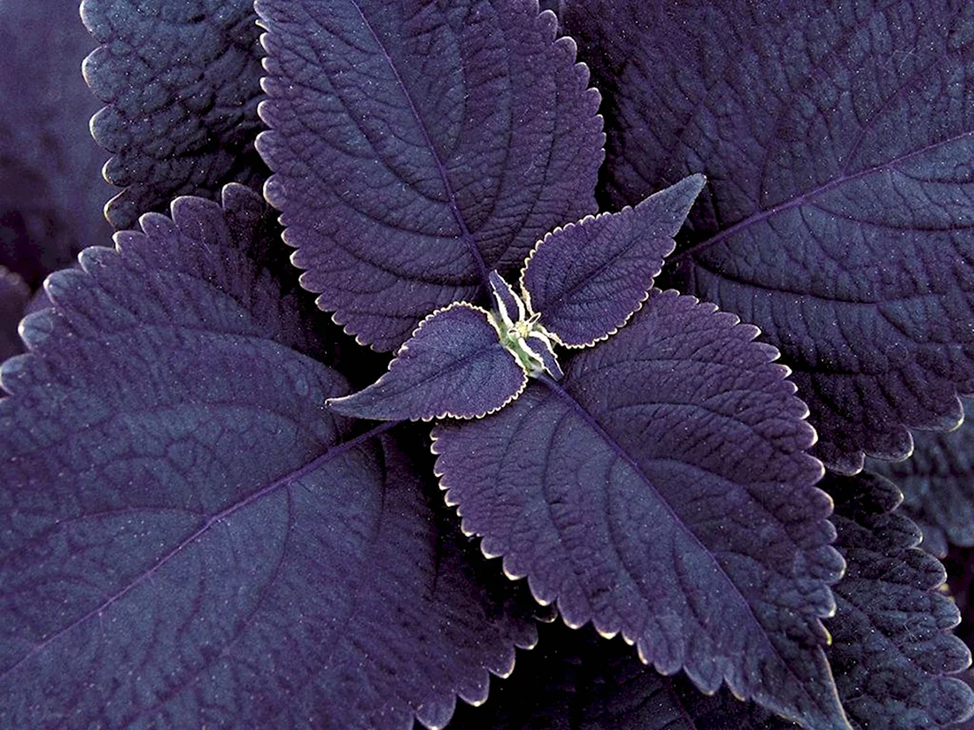 Колеус Black Prince