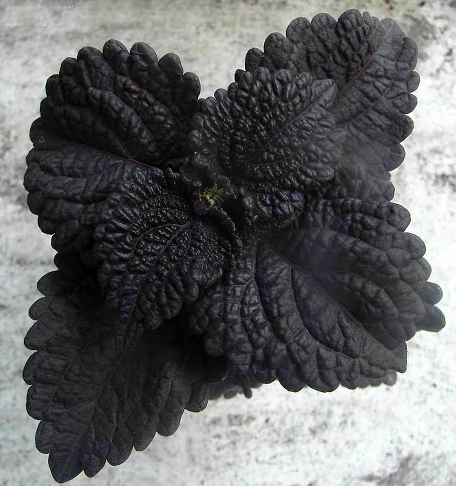 Колеус BLACKBERRY Waffles