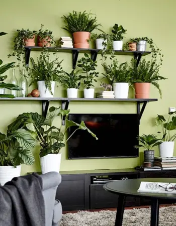 Комнатные растения в гостиной