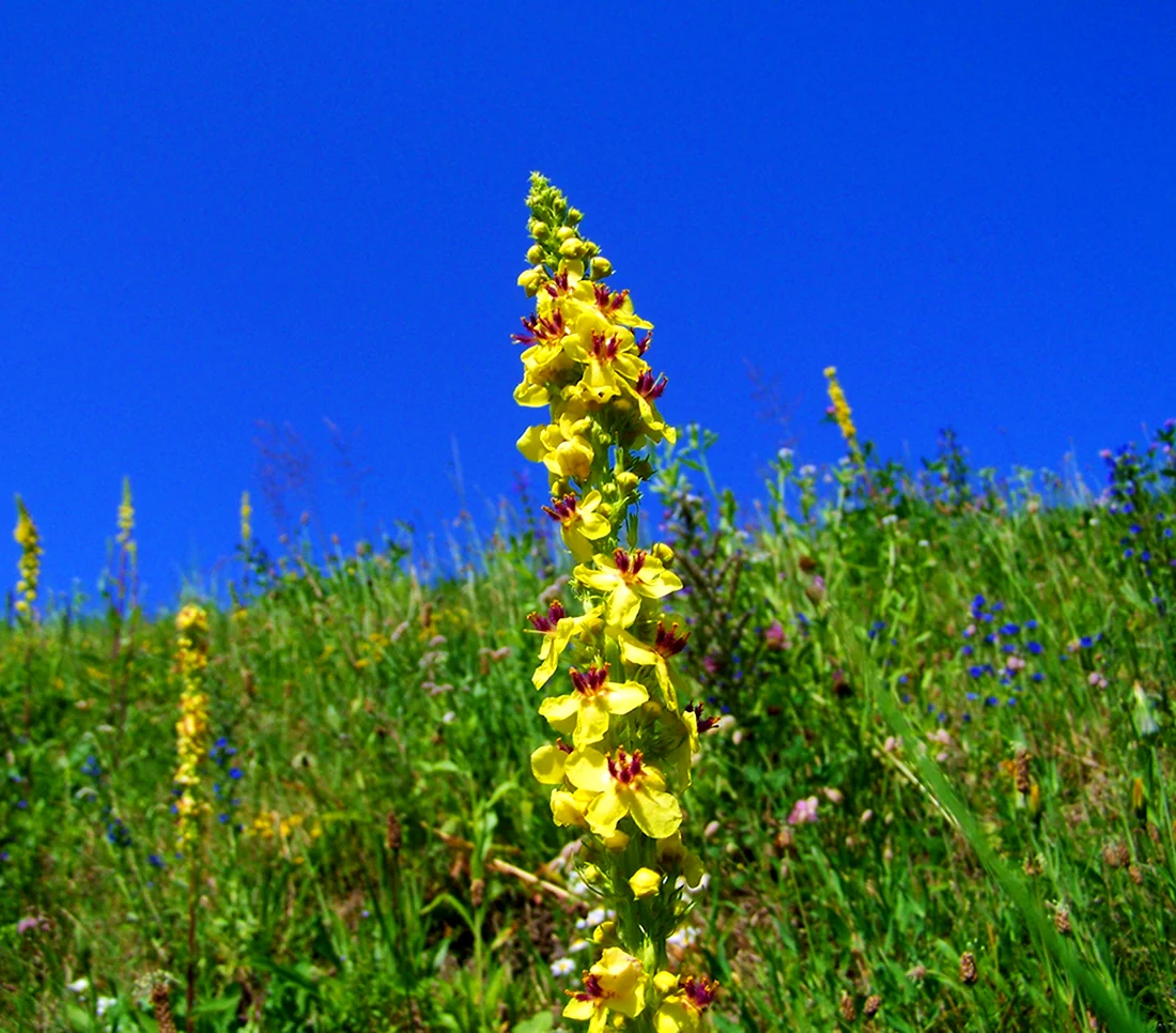Коровяк Verbascum Rosie