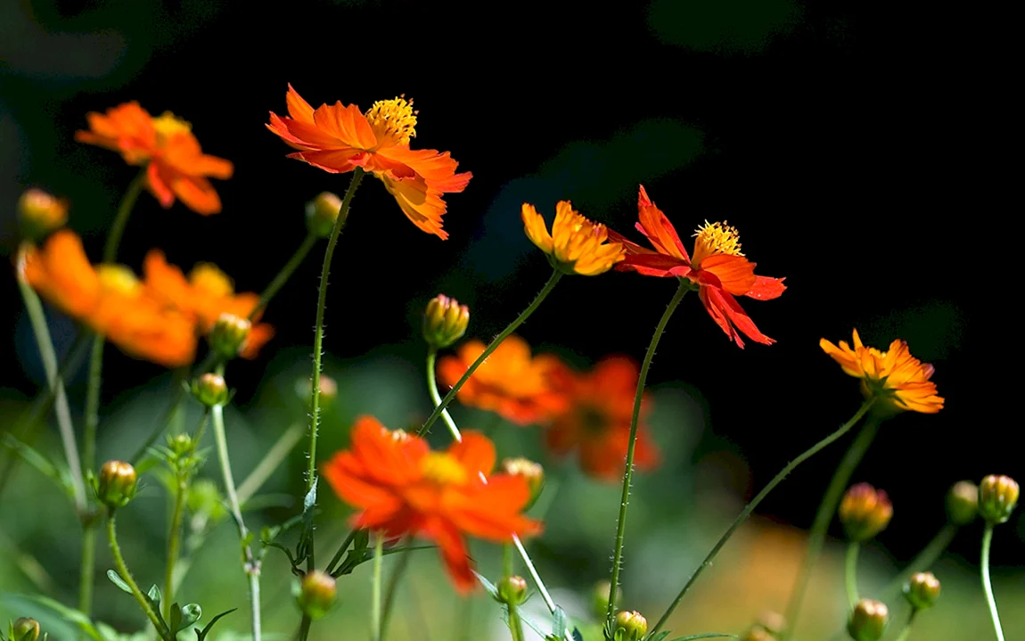 Космея оранжевая