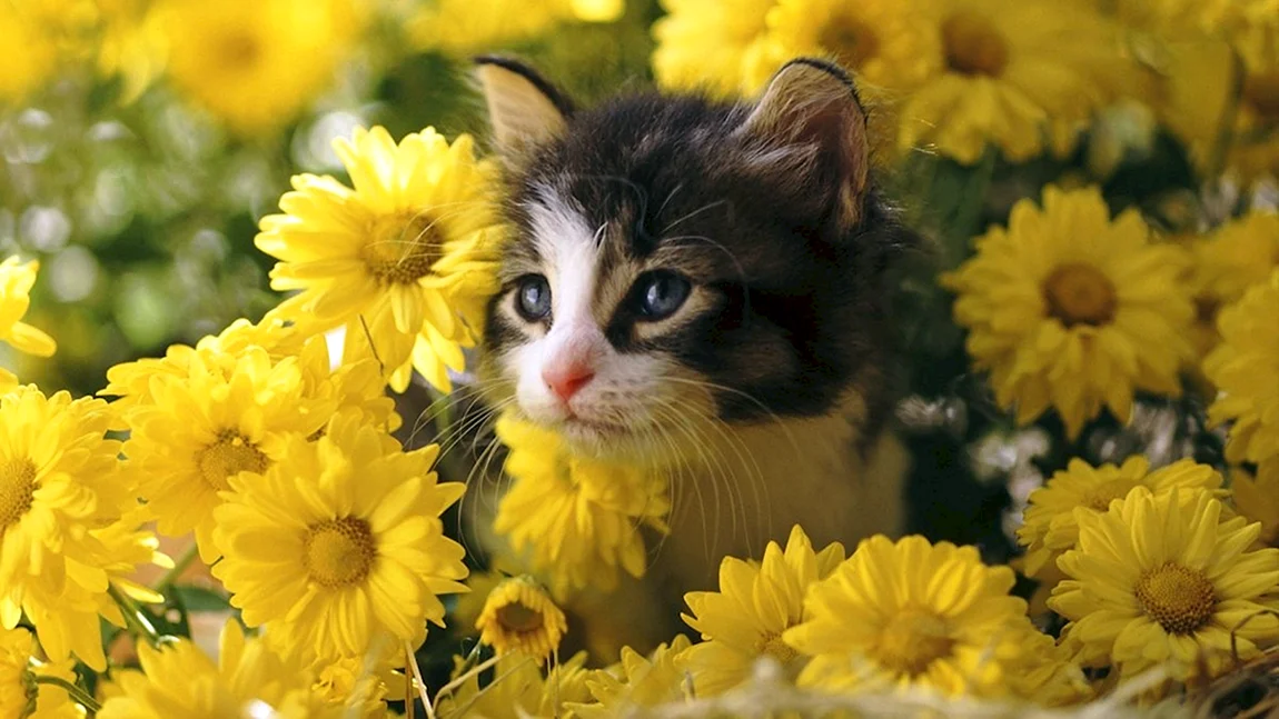 Котенок с цветами