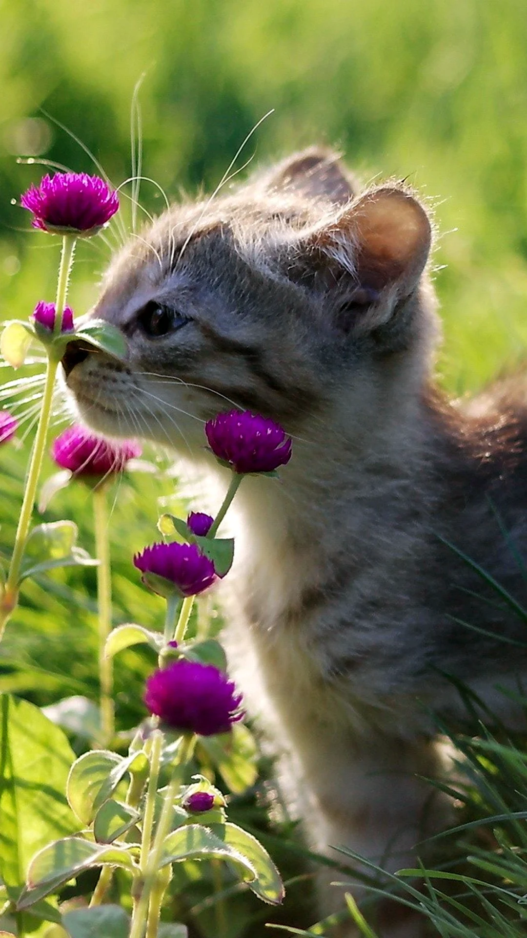 Котенок в цветах