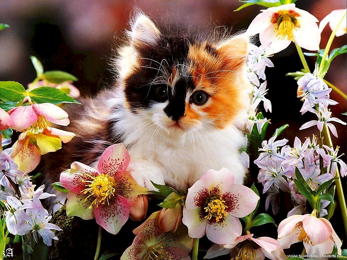 Котенок в цветах