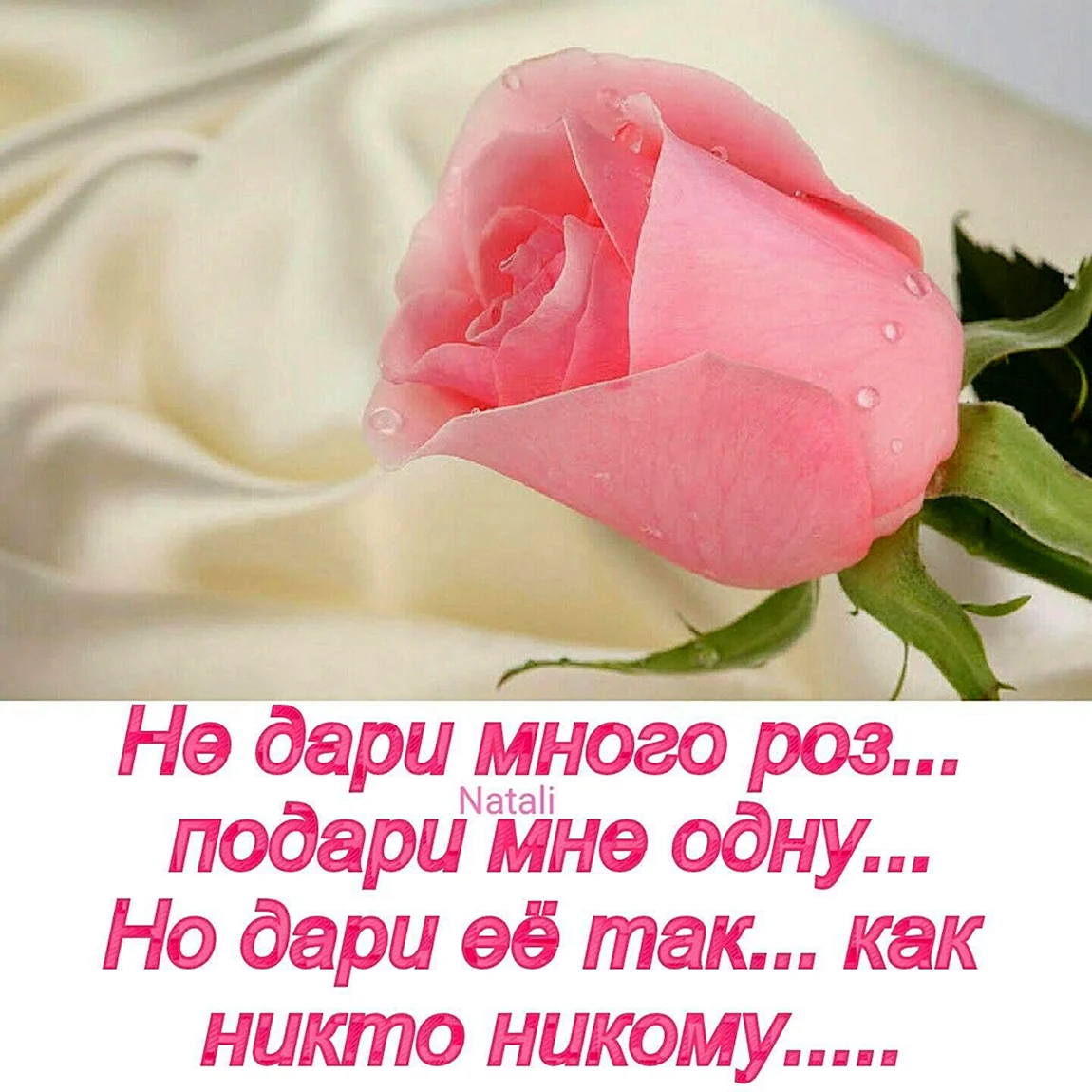 Красивые высказывания о розах