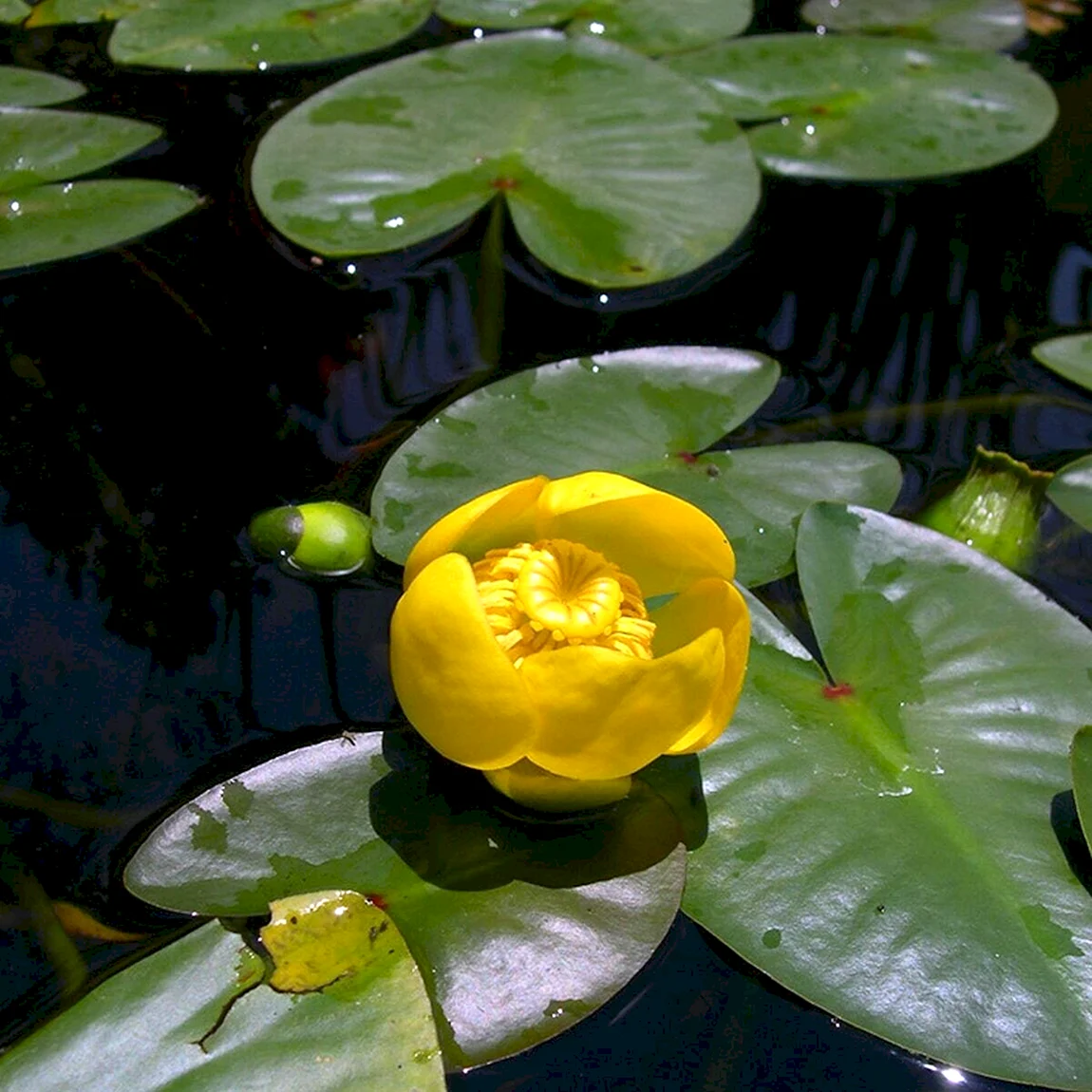 Кубышка желтая Nuphar lutea