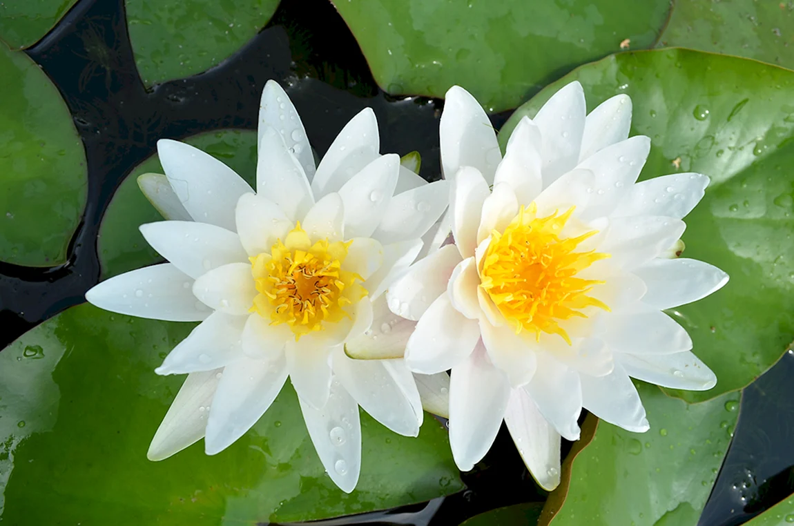 Кувшинка белая Nymphaea Alba