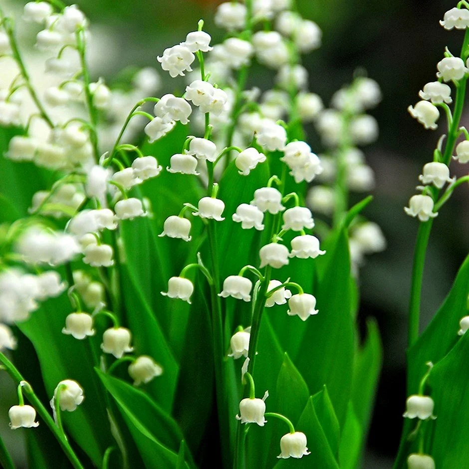 Ландыш Convallaria Majalis