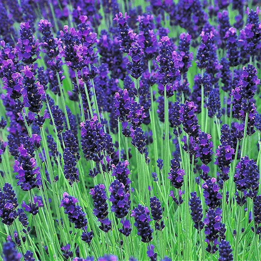 Лаванда Hidcote