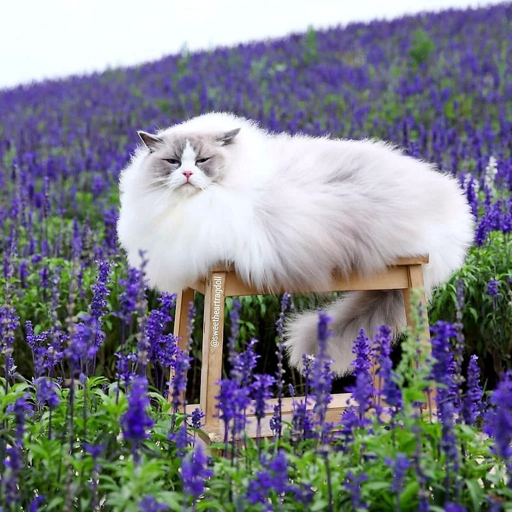 Лавандовый кот