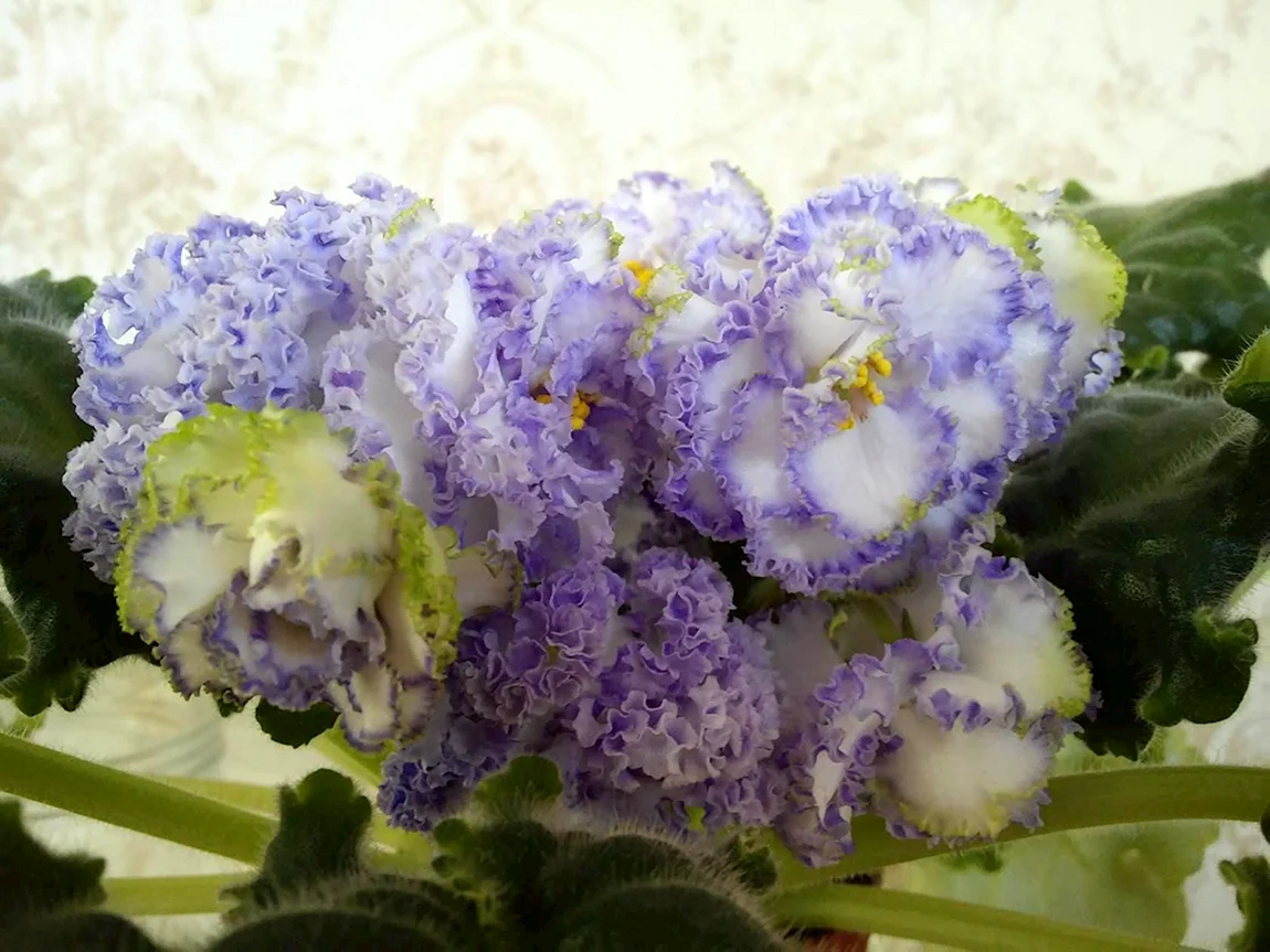 Ле Буланже фиалка
