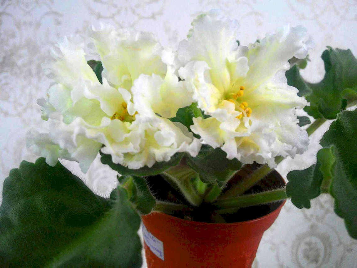 Ле-мадам Клико