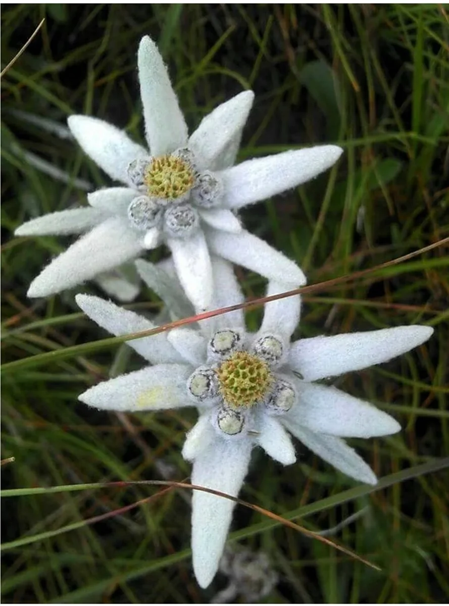 Leontopodium alpinum