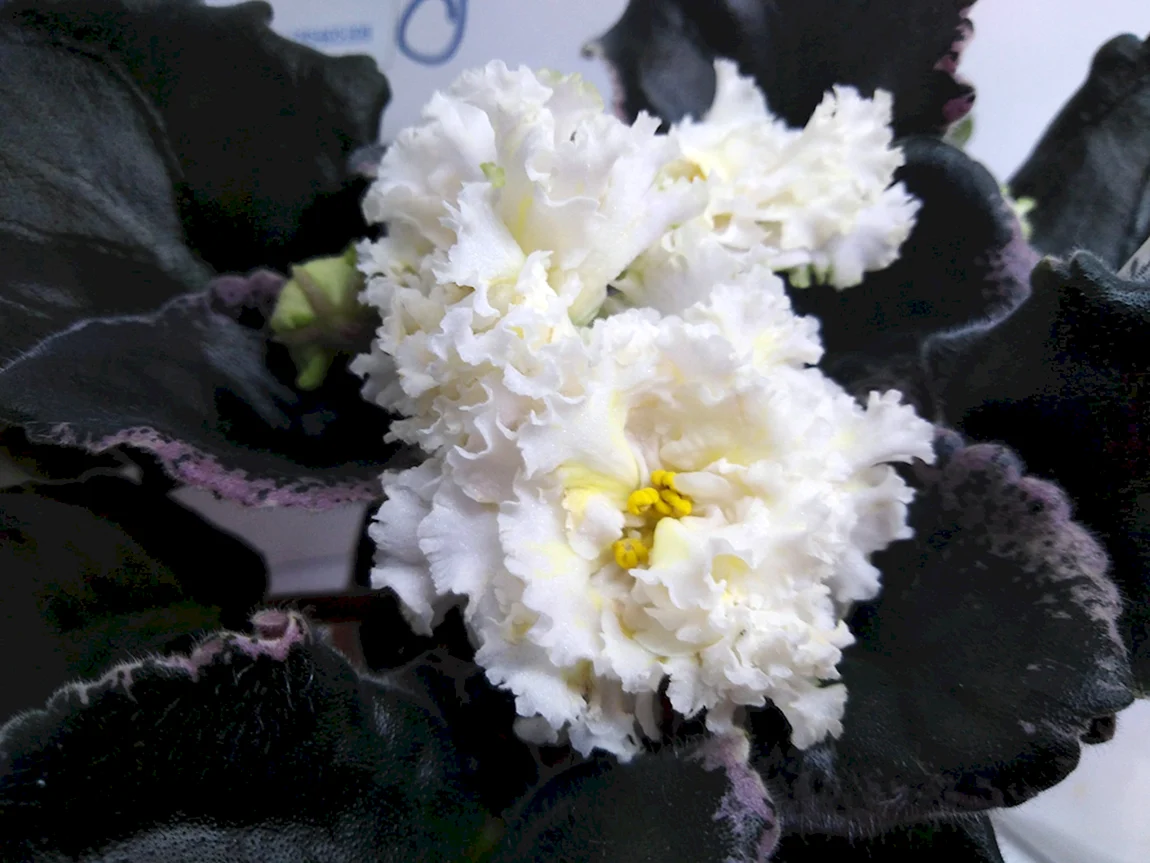 Ле-ванильное Парфе