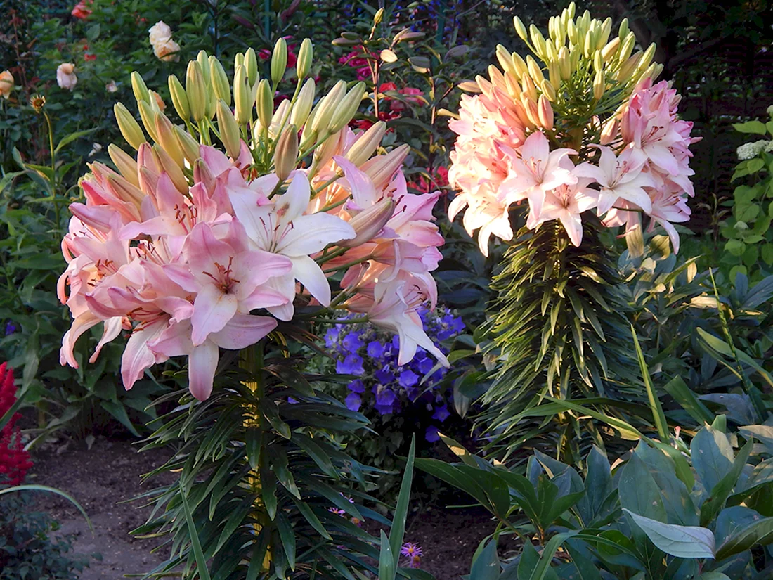 Lilium az 'Marlene' - GARDENIDEA