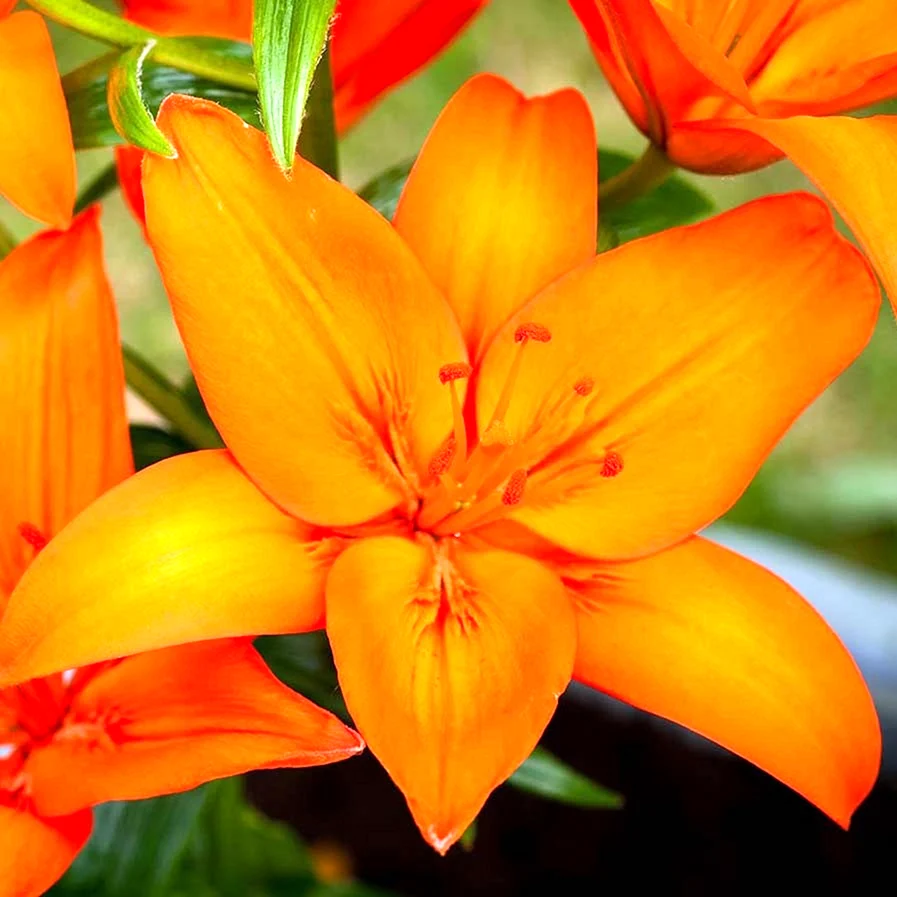 Лилия азиатская Orange ton