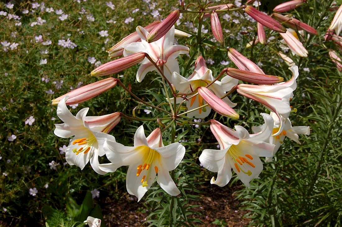 Лилия Королевская Lilium Regale