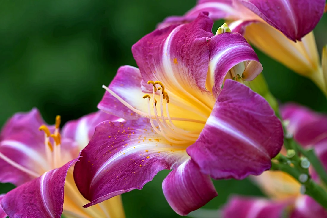 Лилия Lilac cloud