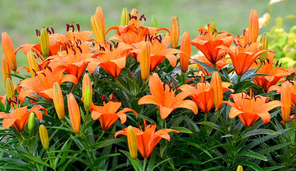 Лилия Mandarin Star