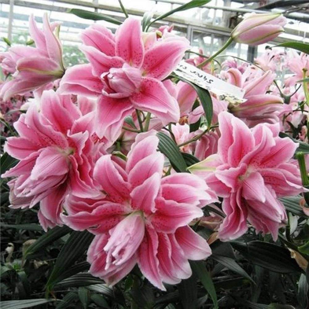 Лилия Roselily Isabella