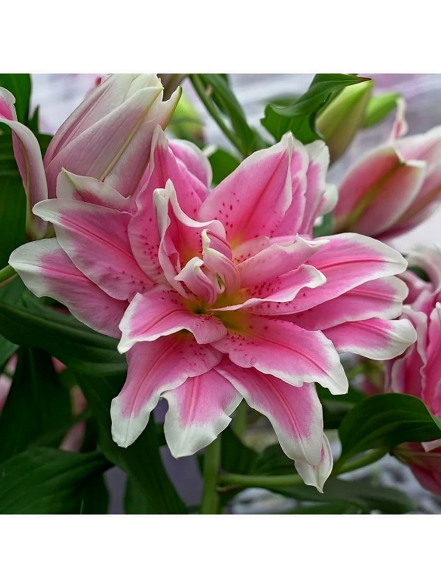 Лилия Roselily Olympia