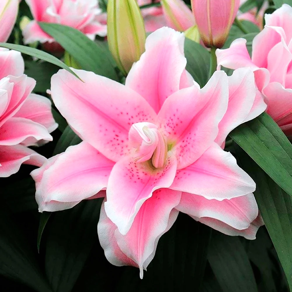 Лилия Зива Roselily
