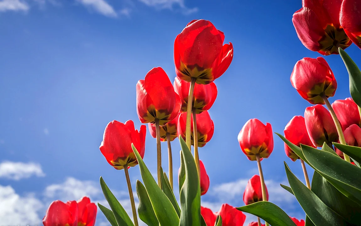 Lola-Tulipa