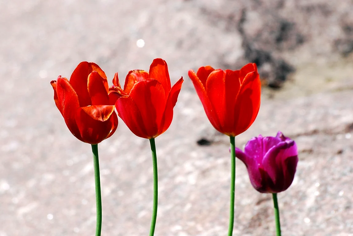 Lola-Tulipa