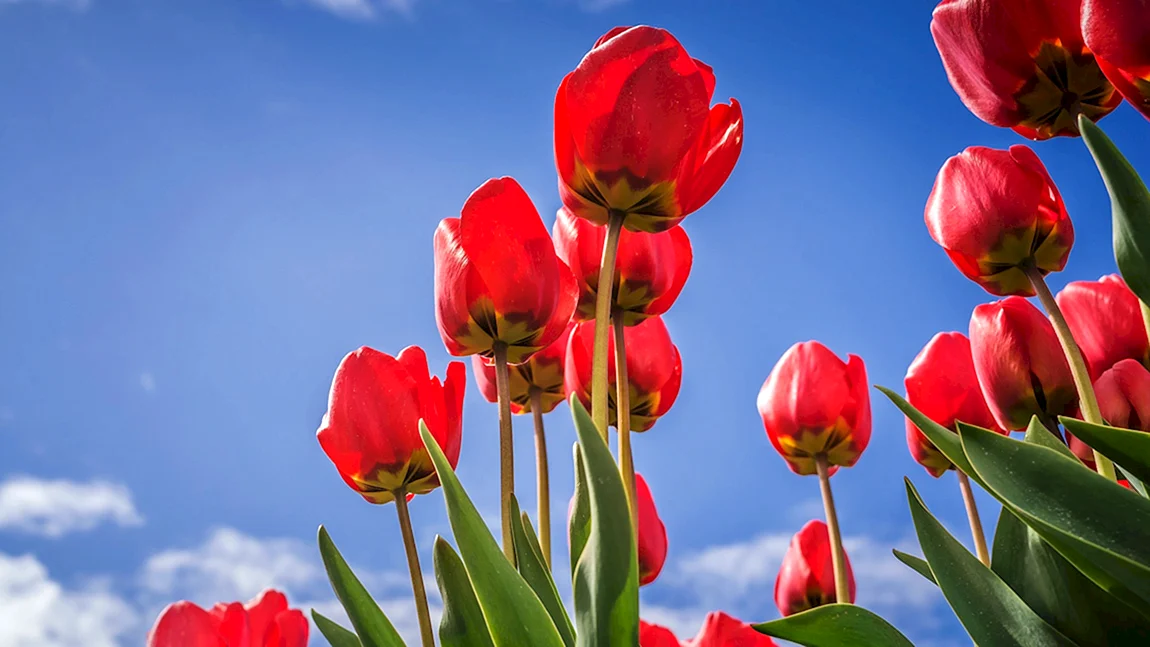 Lola-Tulipa