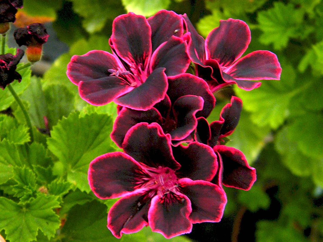 Lord Bute пеларгония