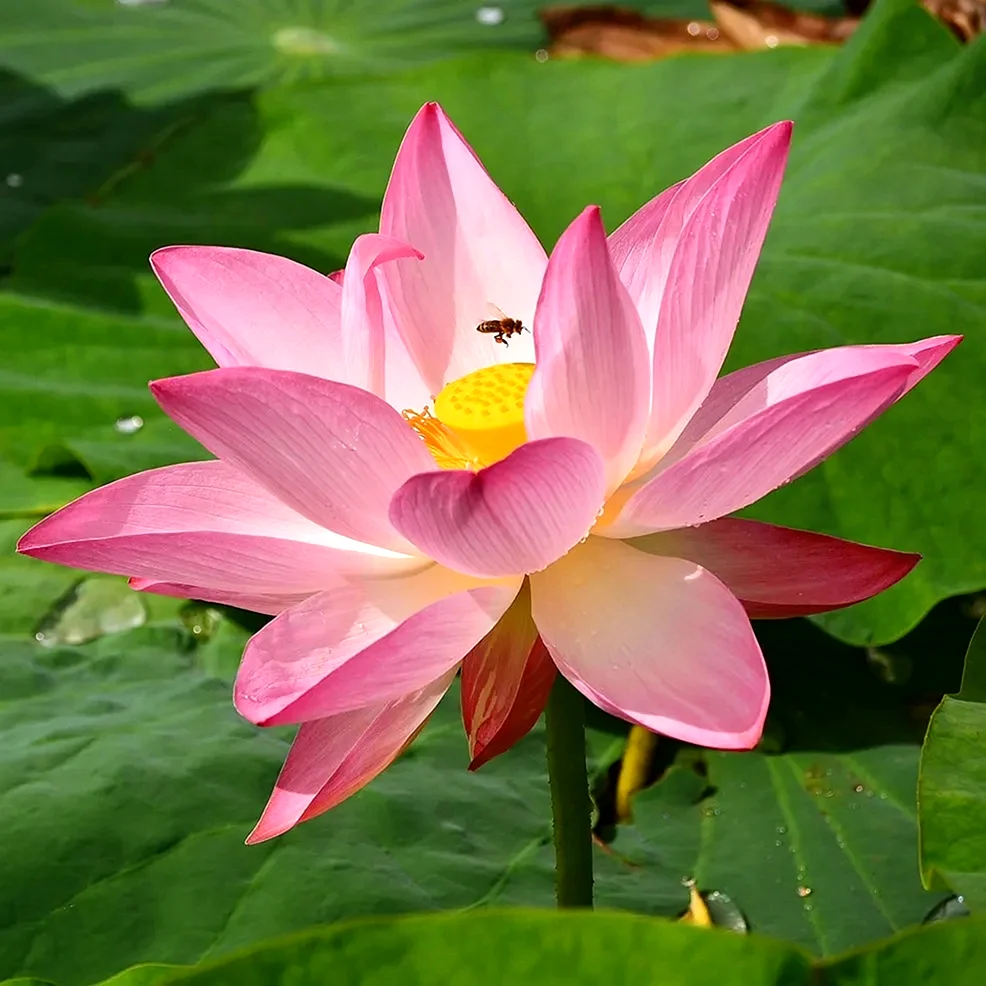 Лотос орехоносный Nelumbo nucifera