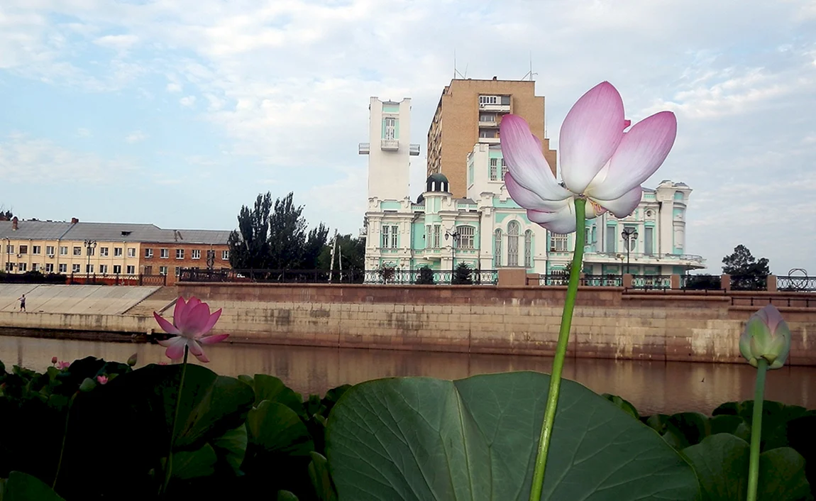 Лотосовые поля Астрахань