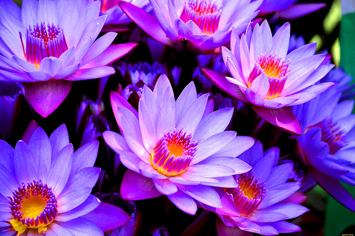 Лотус Purple