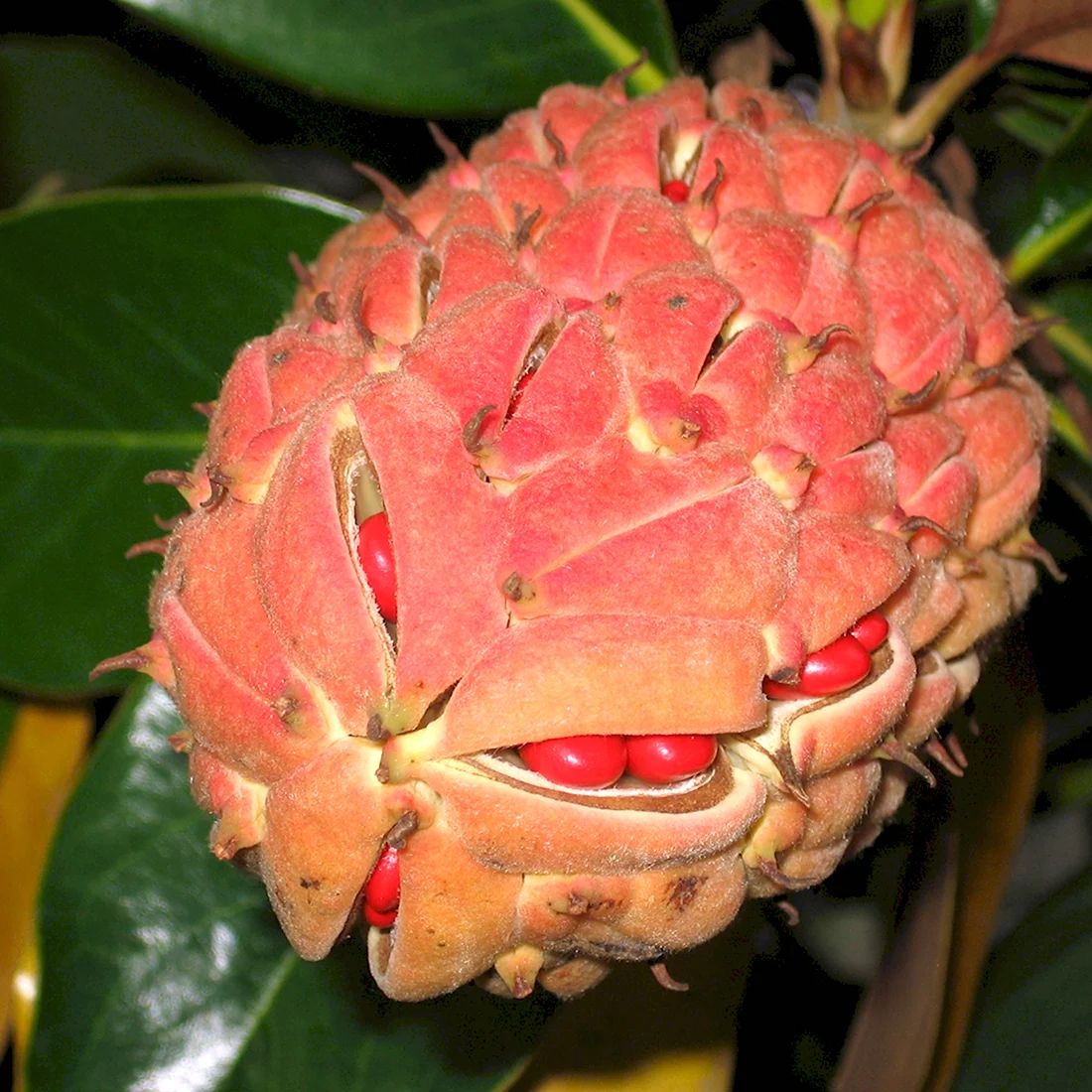 Magnolia grandiflora Fruit