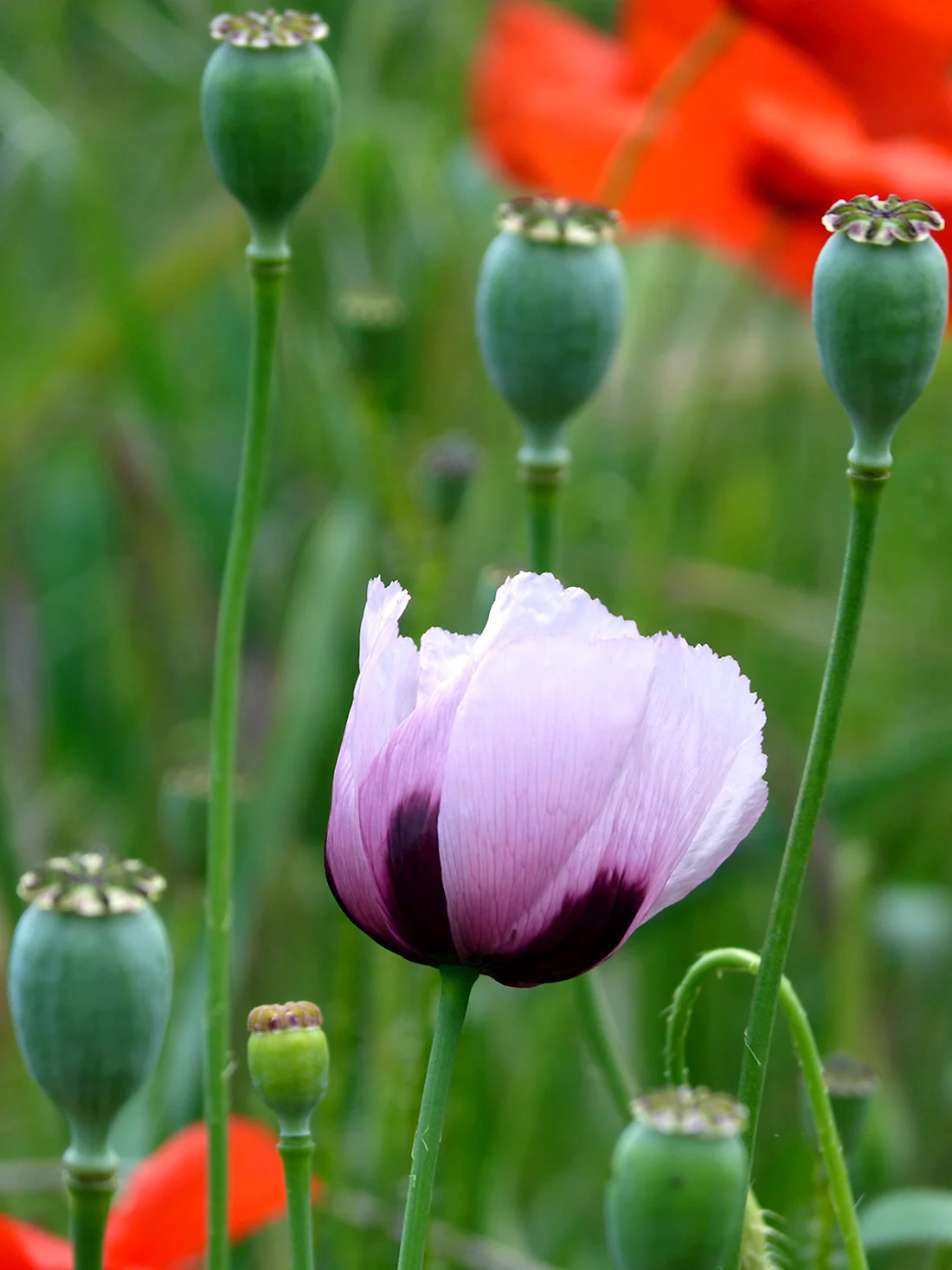 Мак опийный Papaver somniferum